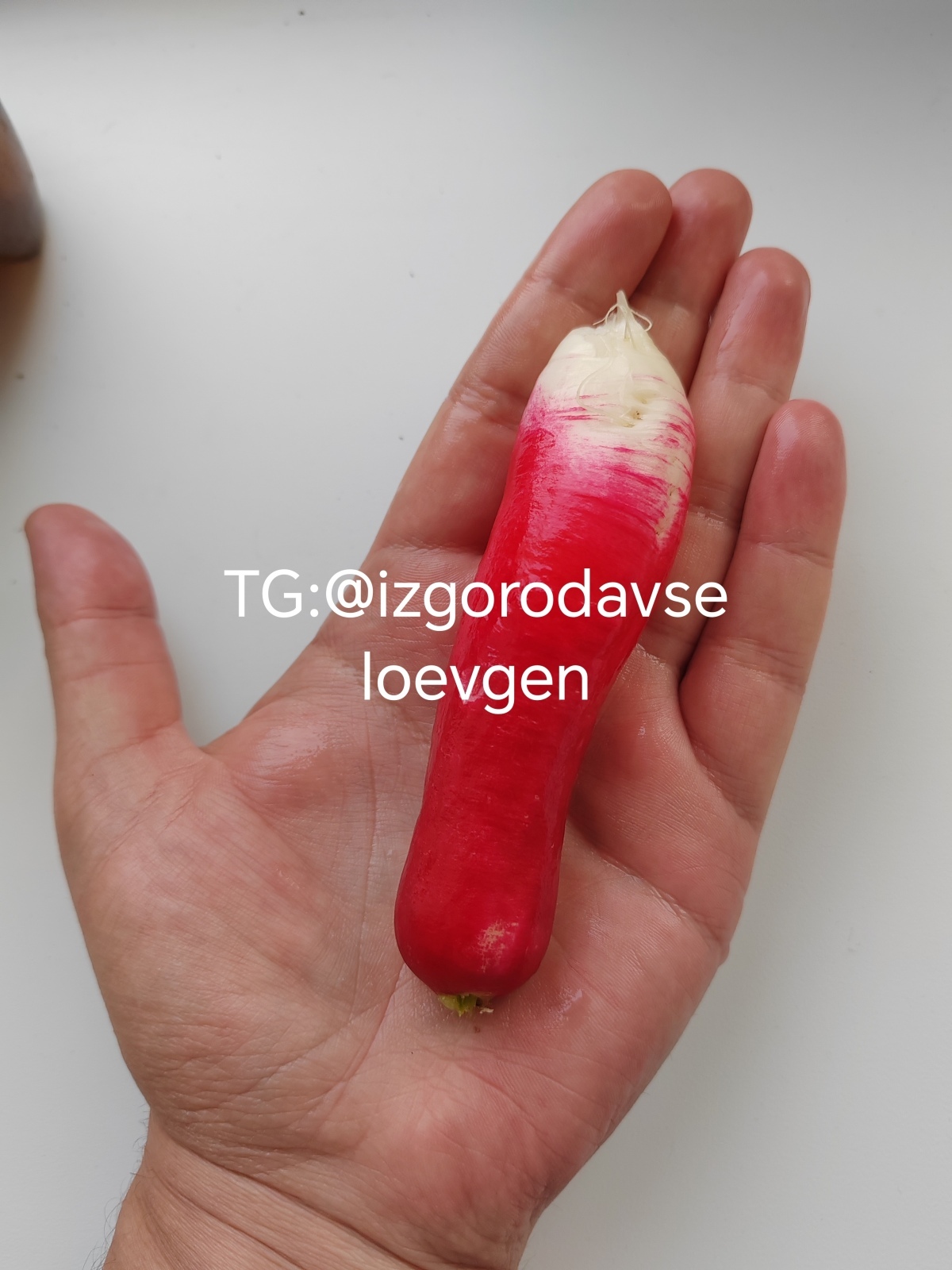 Вырастил редис размером с огурчик.