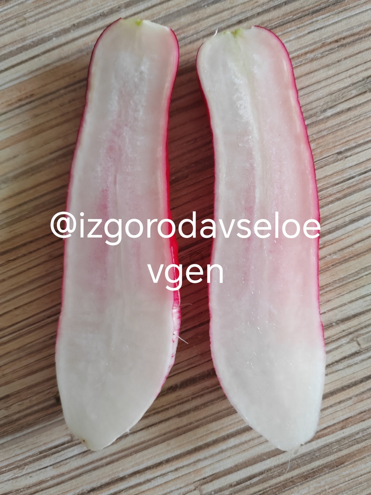 Вырастил редис размером с огурчик.