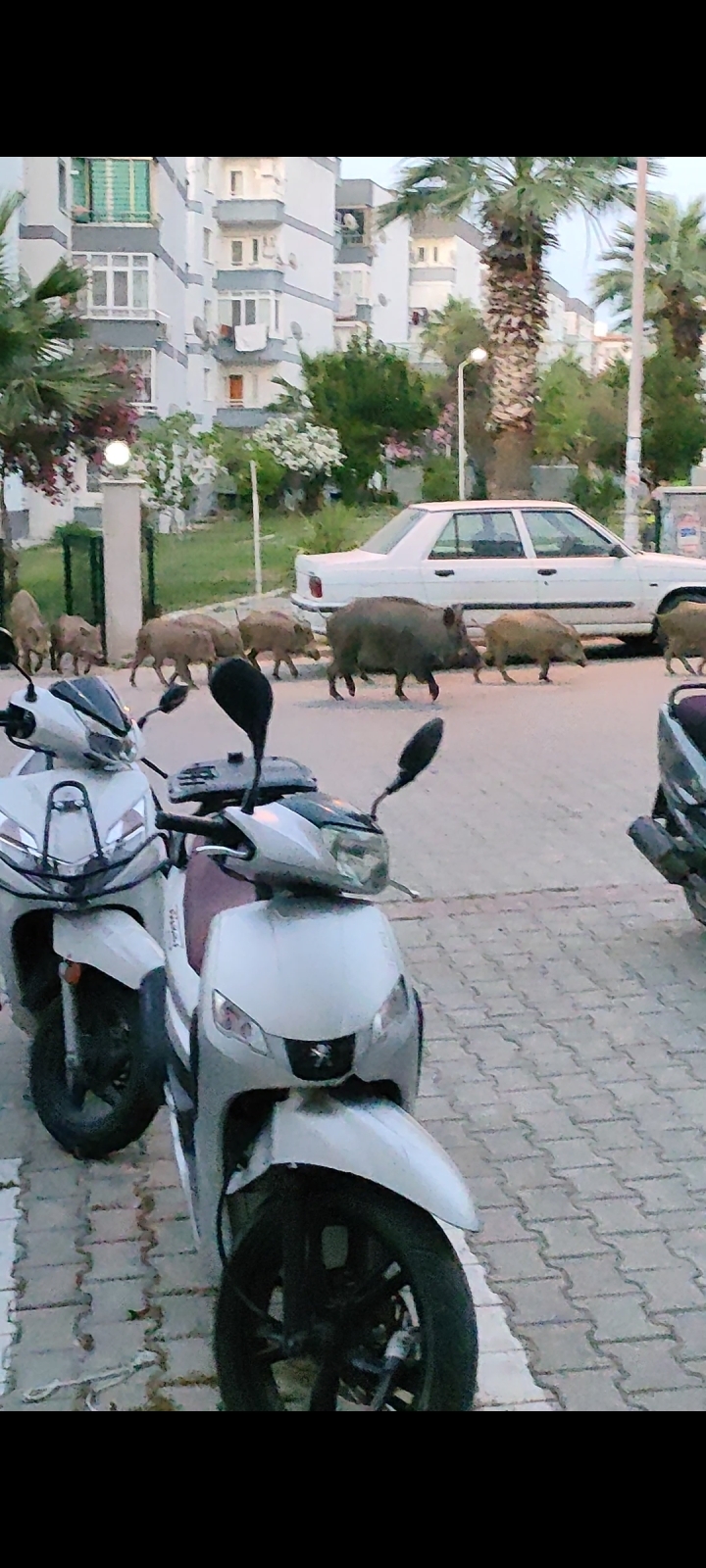 Выживание у турецкой свекрови на байрам – 4 день: ушла из дома, скандал и цирк