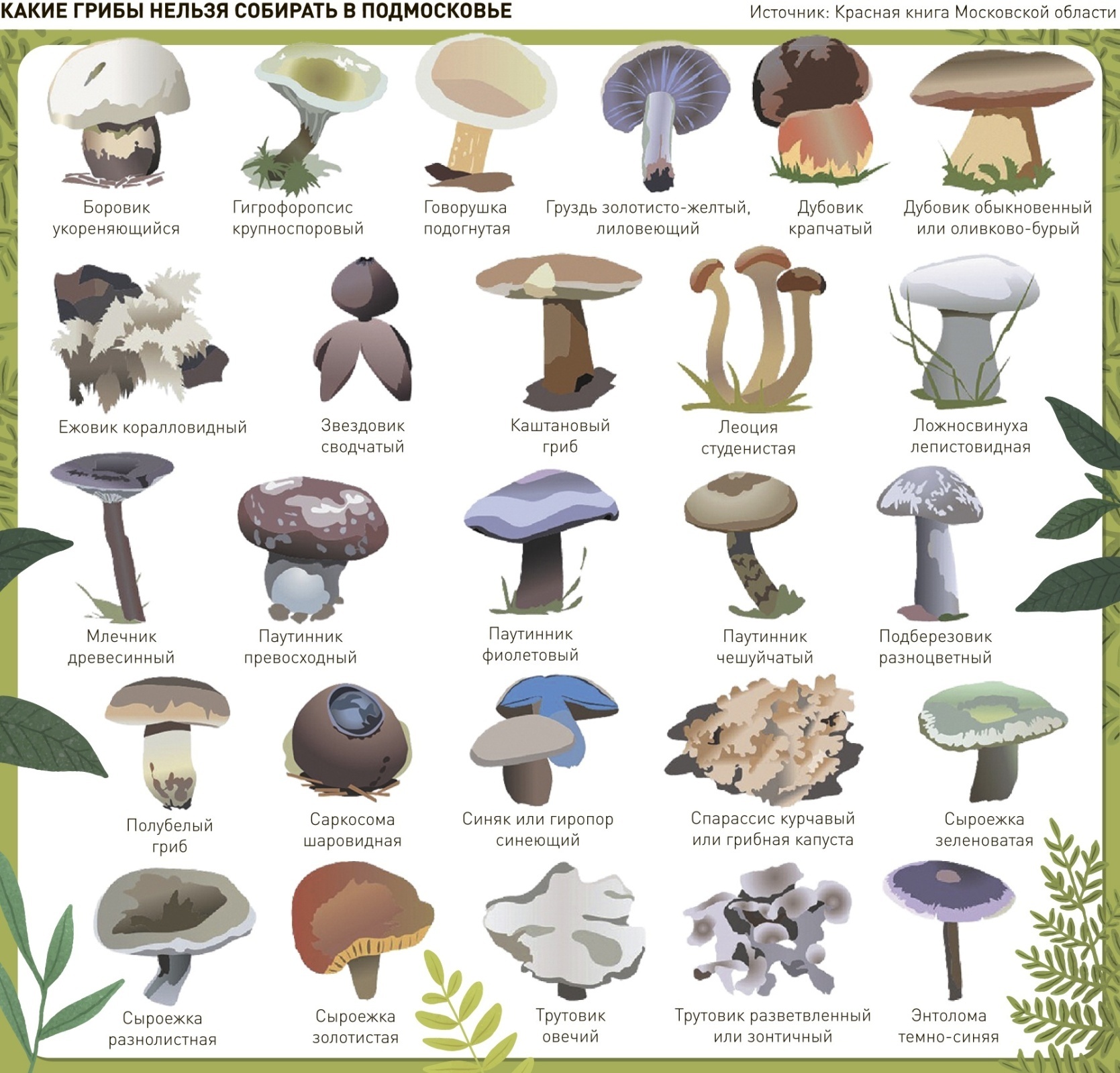 Сбор грибов может обойтись дорого: какие грибы запрещено собирать в Подмосковье?