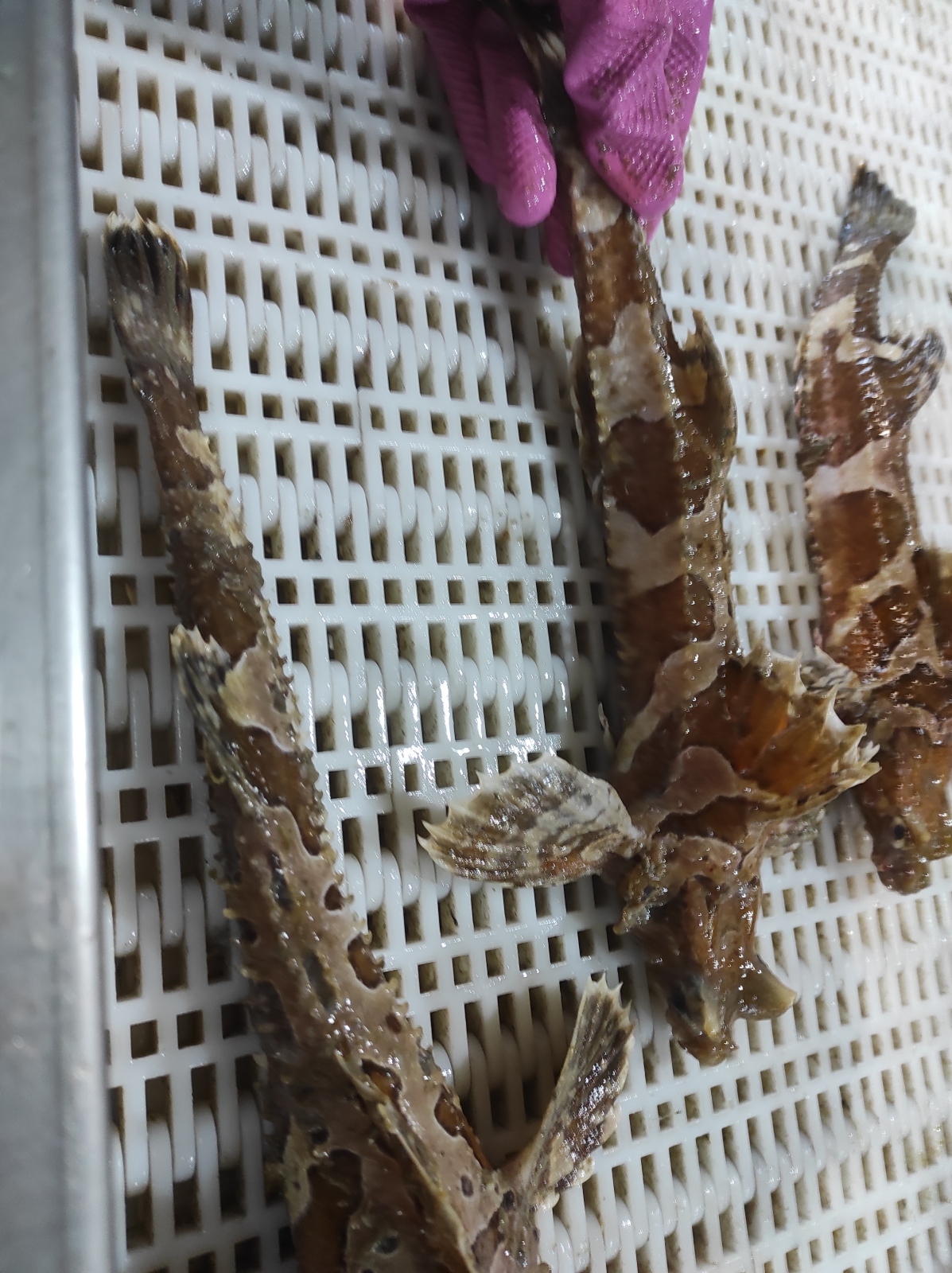 Как я кардинально поменял свою жизнь, или работа рыбообработчиком на береговом заводе. Ч. 2.