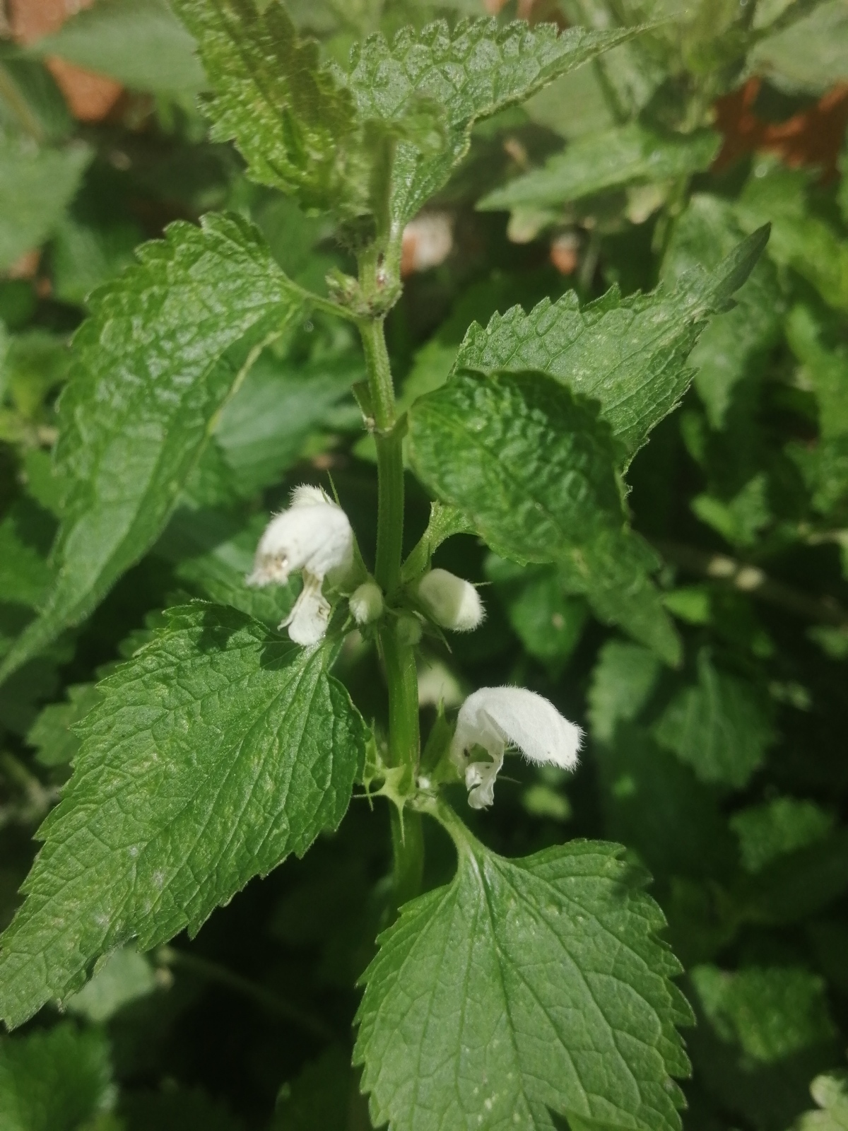 🟩Как снизить сахарный диабет в крови, как лечить суставы и отёки? Крапива в народной медицине