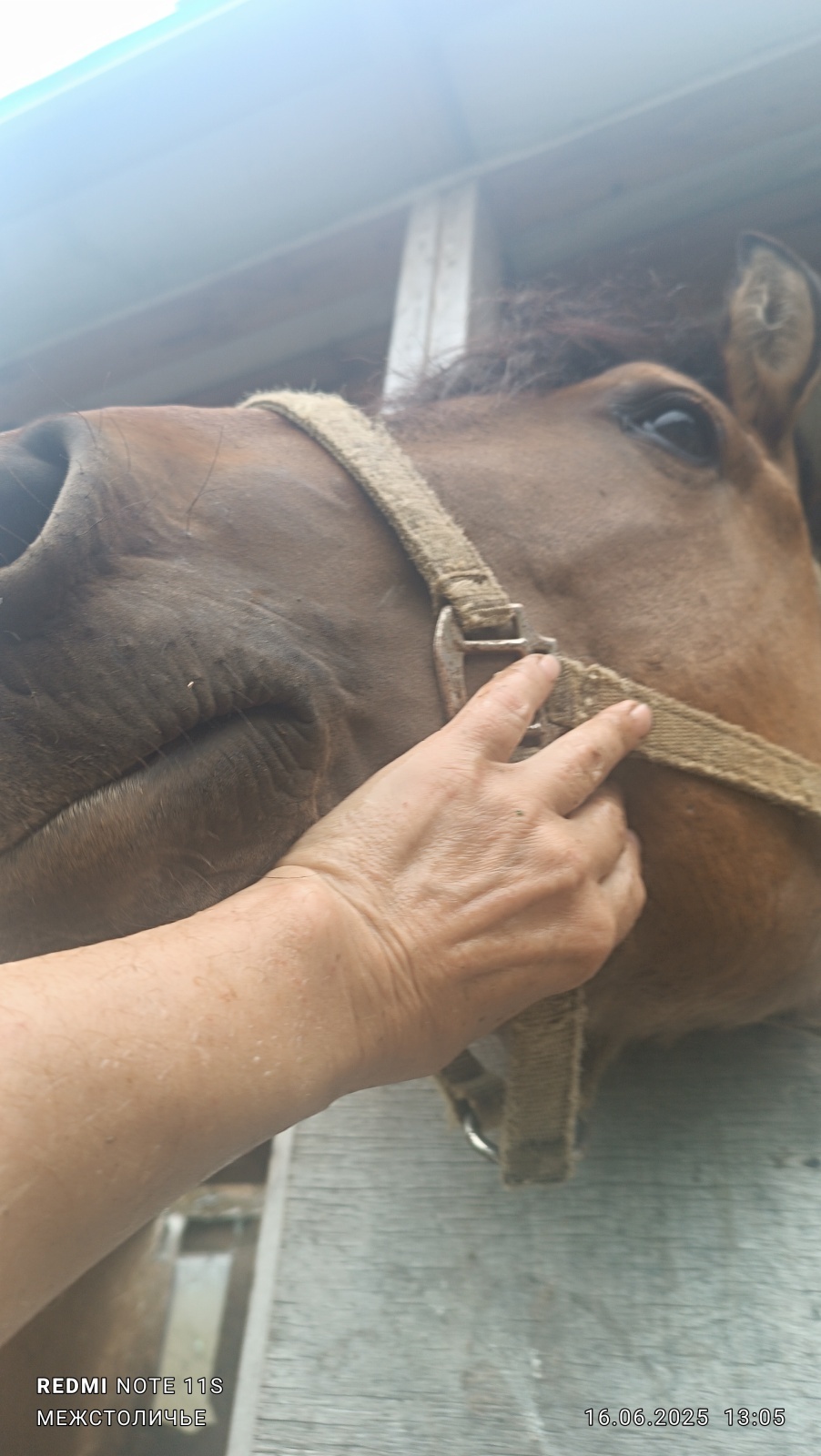 О шарадах и ребусниках.