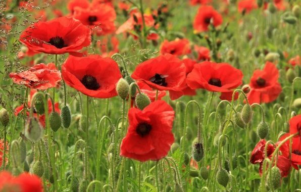 Двойные стандарты