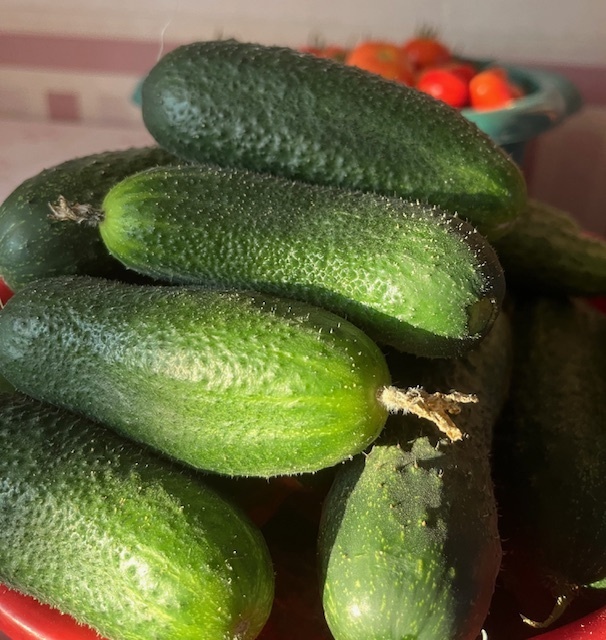 Обработка дачи от вредителей: за что могут оштрафовать и как этого избежать?