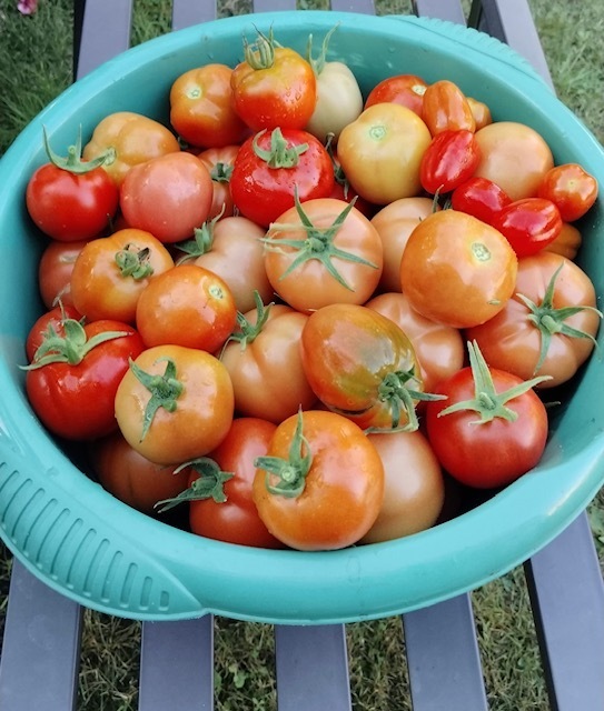 Обработка дачи от вредителей: за что могут оштрафовать и как этого избежать?