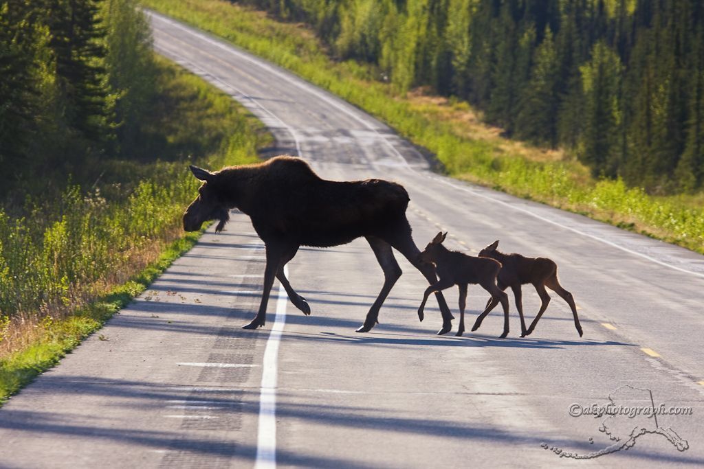 Тревожная статистика: в России растет число ДТП с животными!
