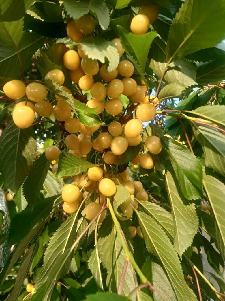 Лето теплом не радует, но зато ягод море