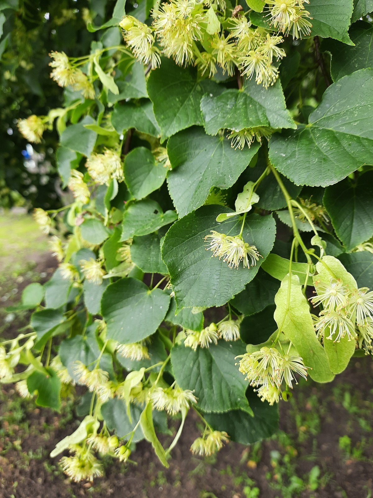 Липа и погода