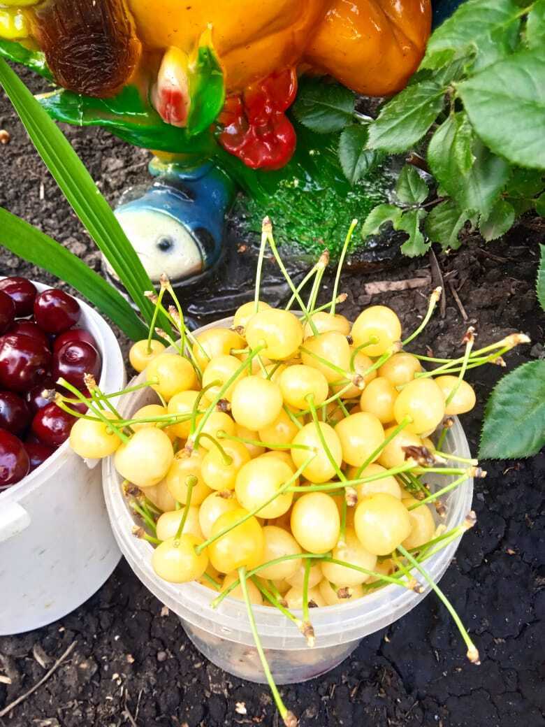 Лето теплом не радует, но зато ягод море