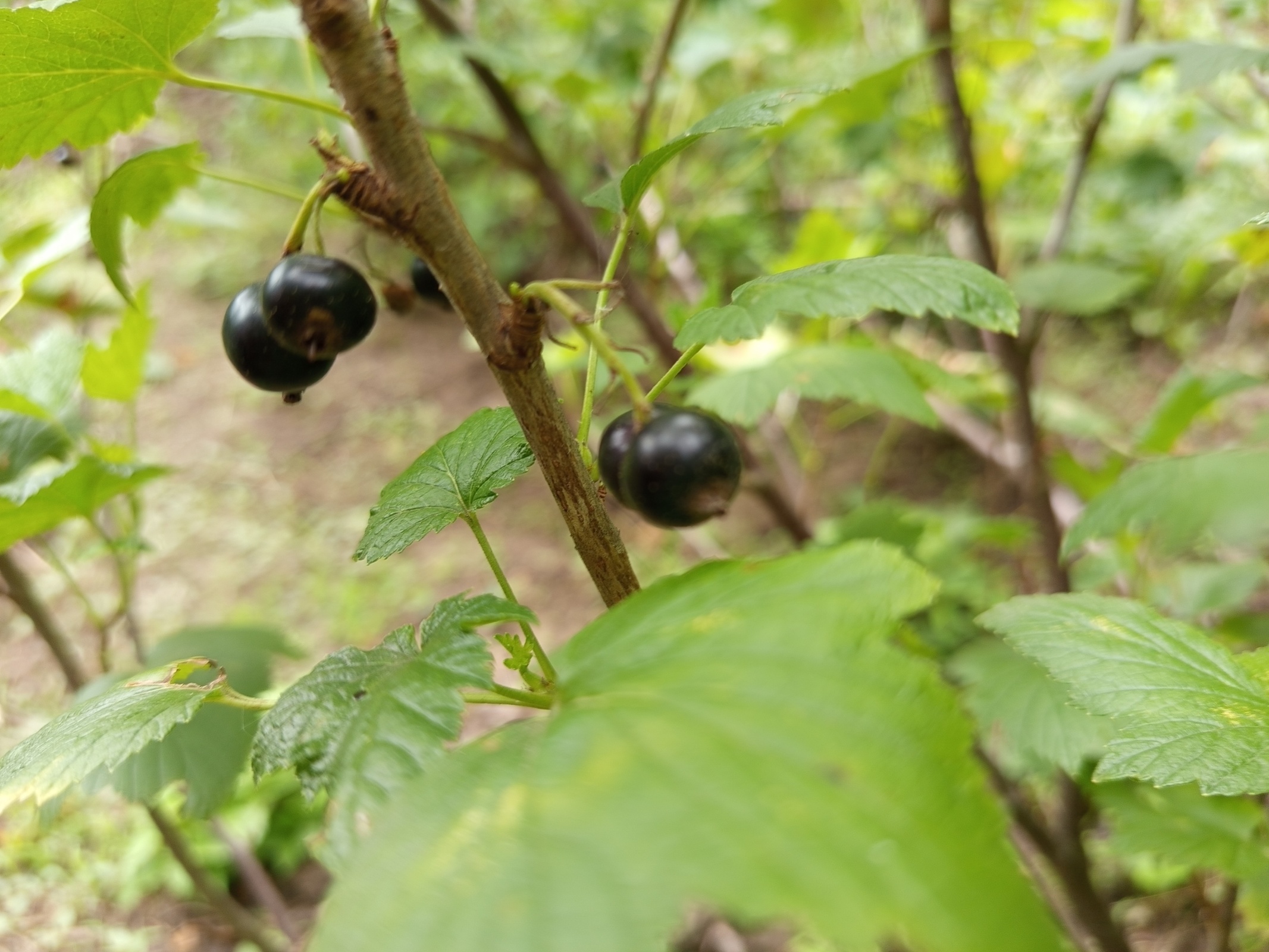 Что за овощ, что за фрукт? Разрушай шаблоны!