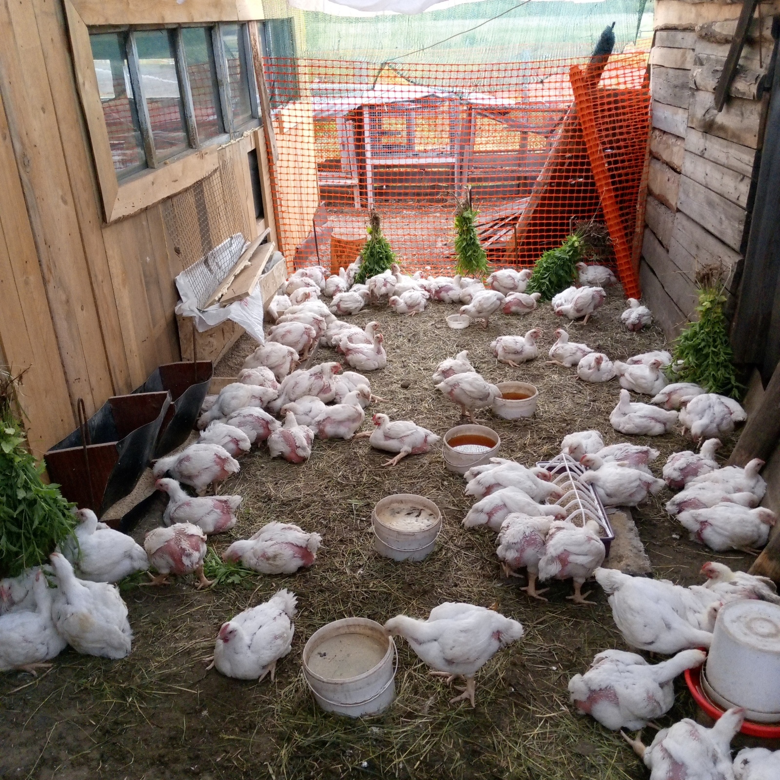 Ну вот и подросли бройлеры .