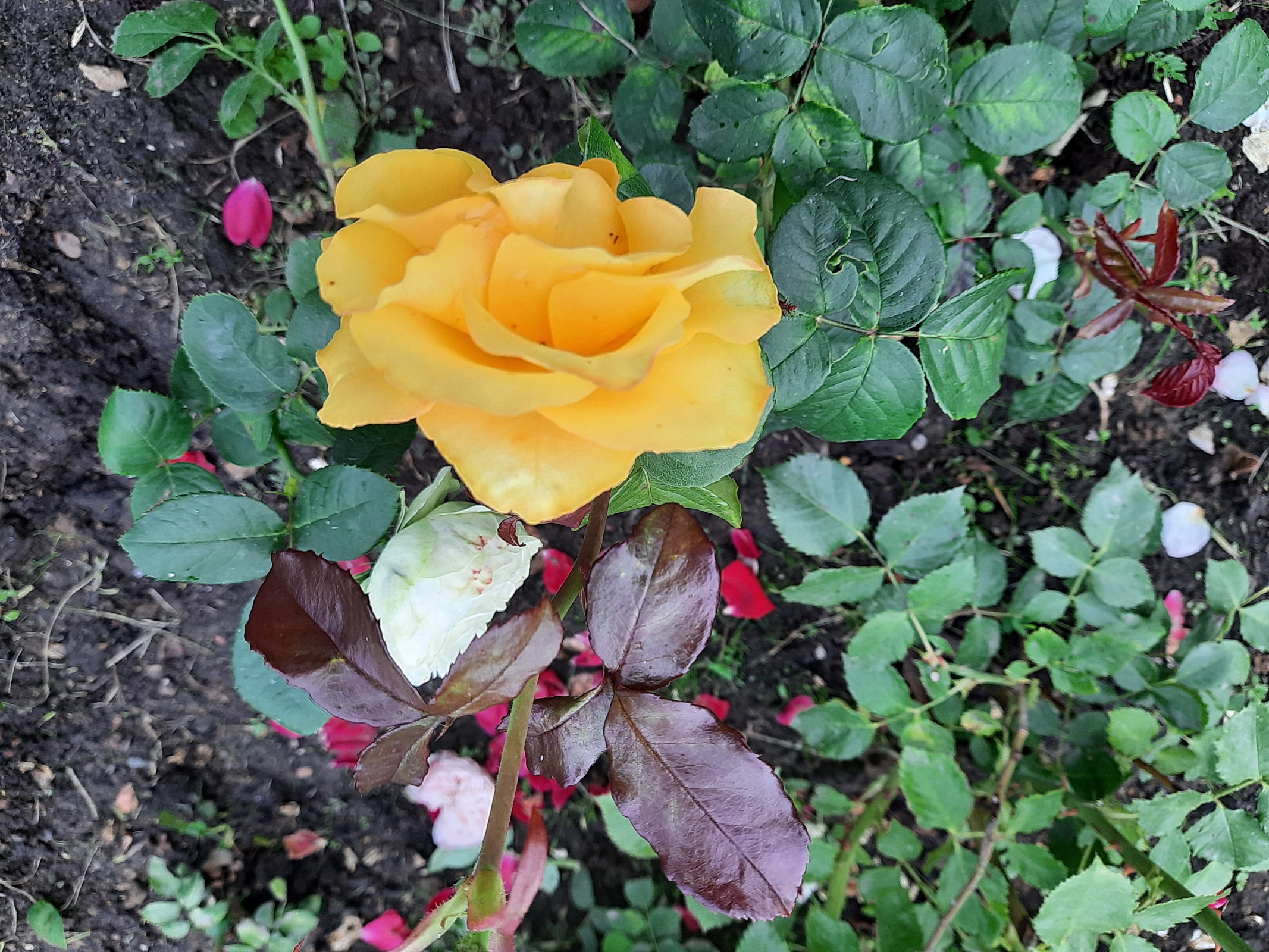 Солнышко вышло - гуляем среди городских клумб