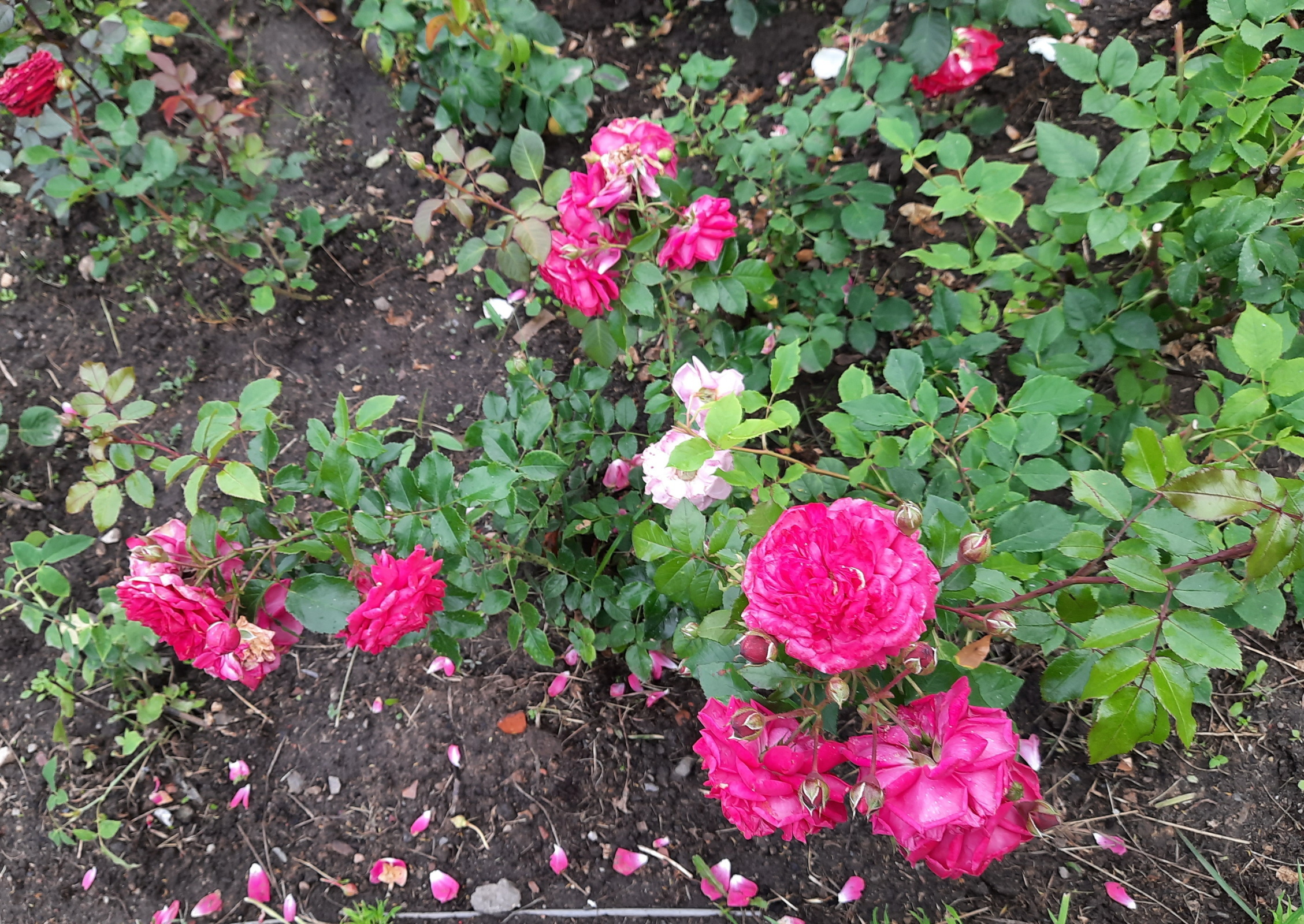 Солнышко вышло - гуляем среди городских клумб