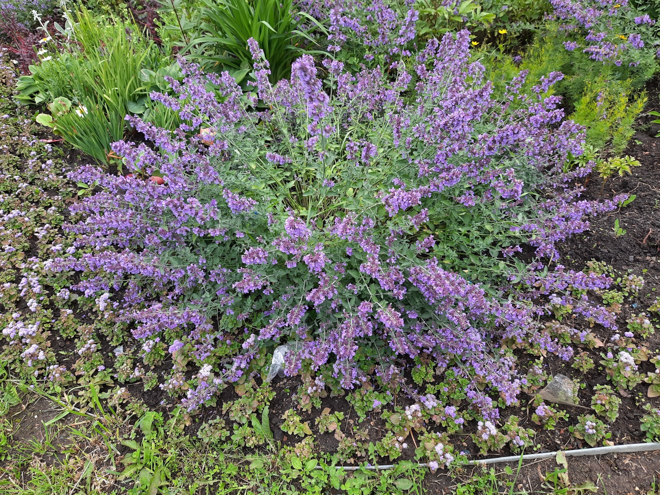 Солнышко вышло - гуляем среди городских клумб