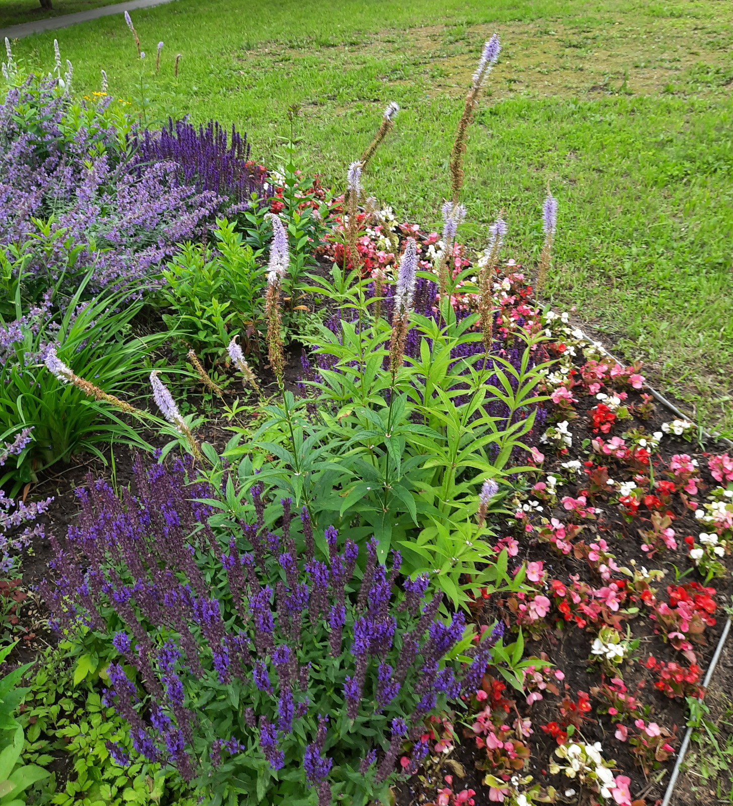 Солнышко вышло - гуляем среди городских клумб