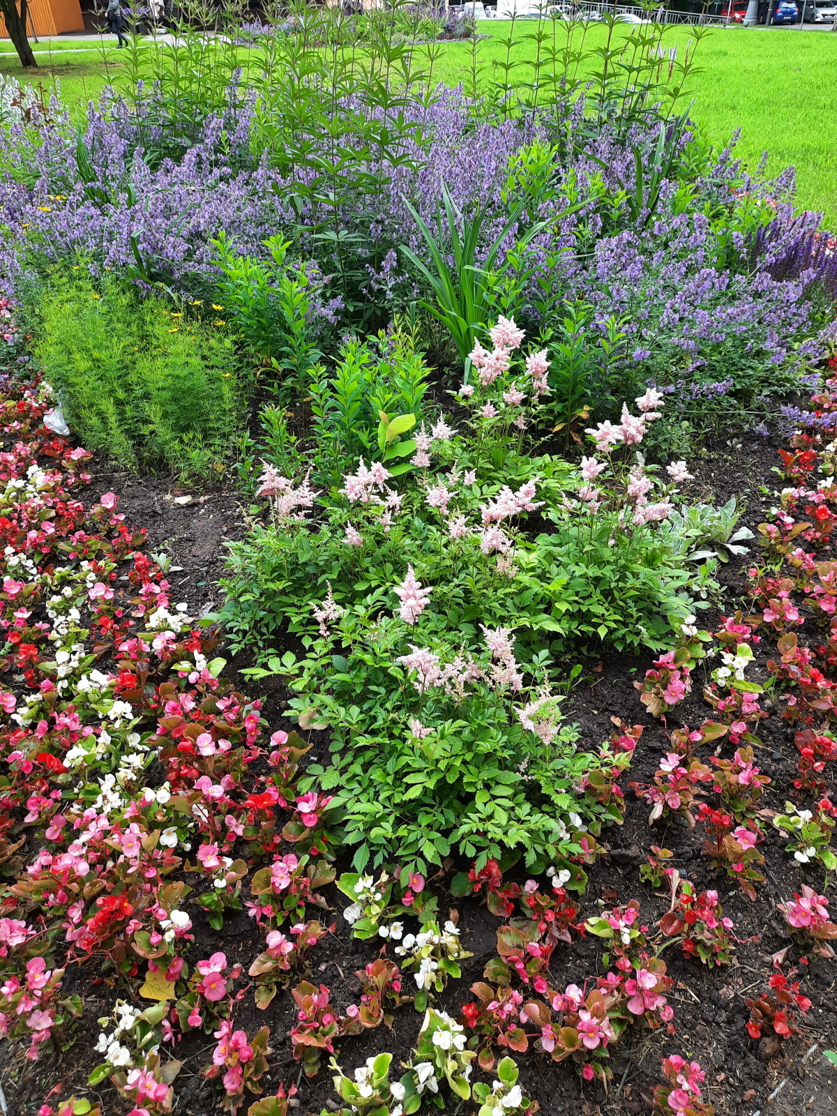 Солнышко вышло - гуляем среди городских клумб