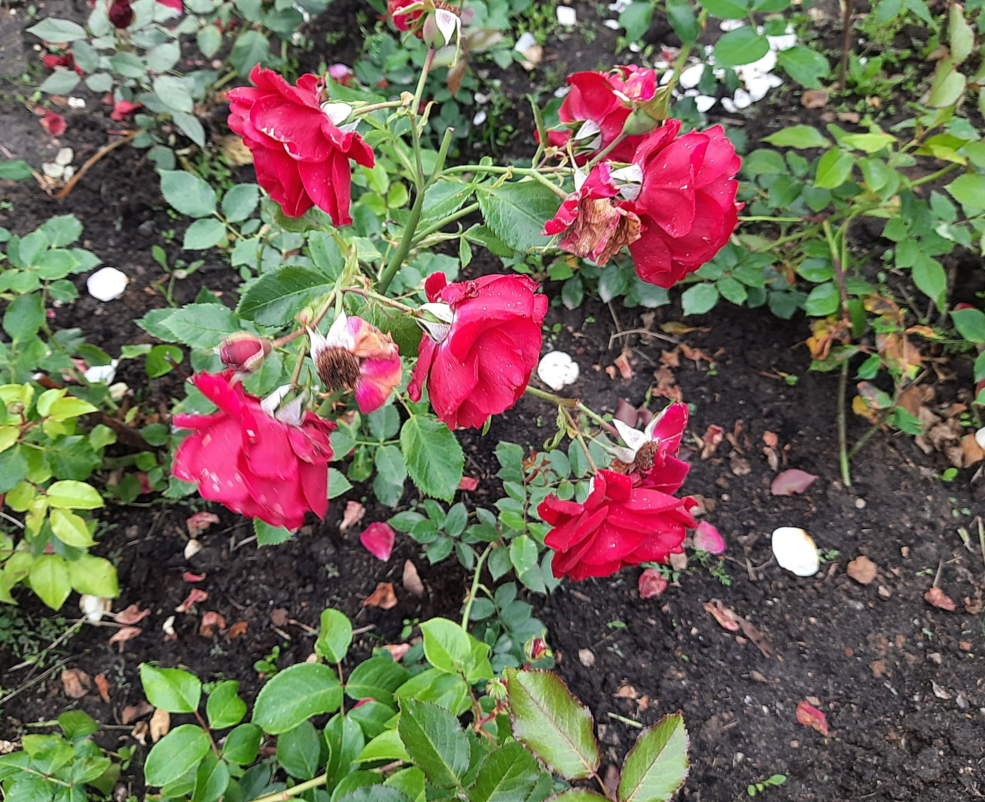 Солнышко вышло - гуляем среди городских клумб