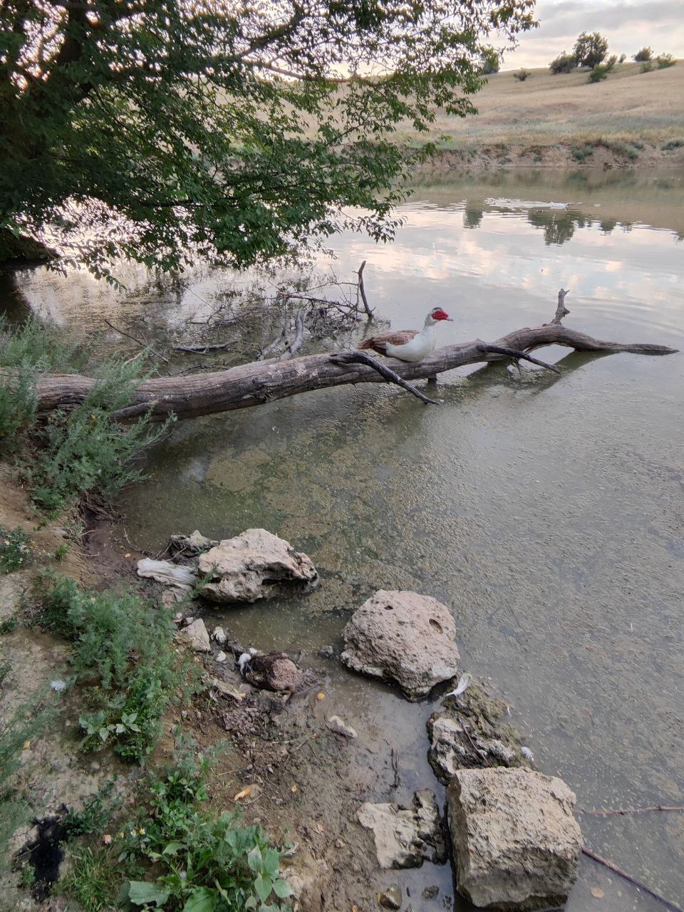 Мертвая птица в пруду хутор Гремучий, Благодарненский район, Старвопольский край.