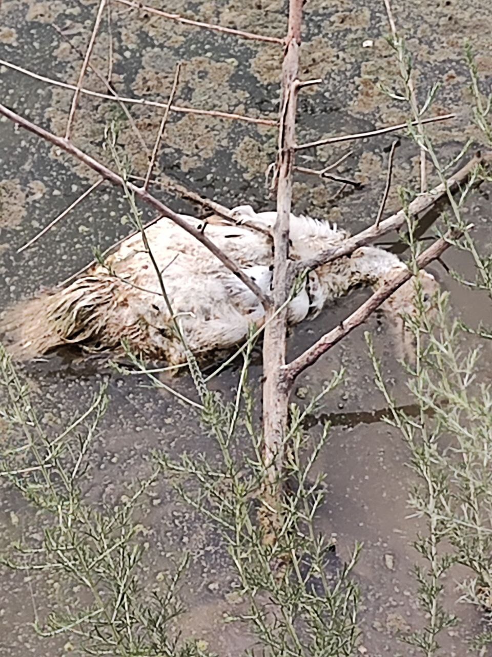 Мертвая птица в пруду хутор Гремучий, Благодарненский район, Старвопольский край.