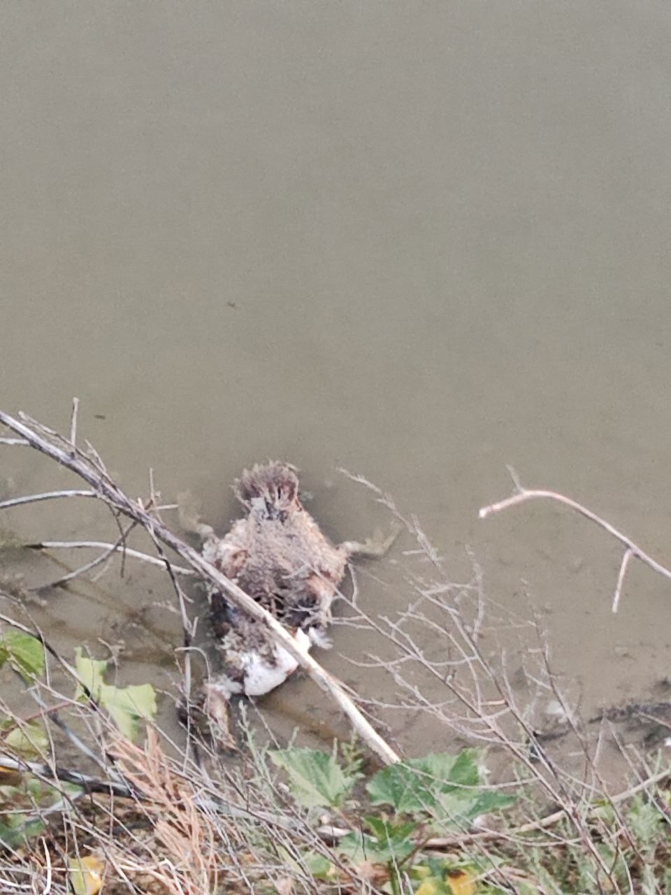 Мертвая птица в пруду хутор Гремучий, Благодарненский район, Старвопольский край.
