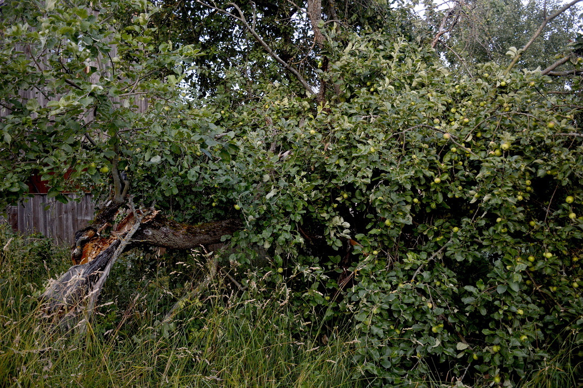 Прощай, старая яблоня