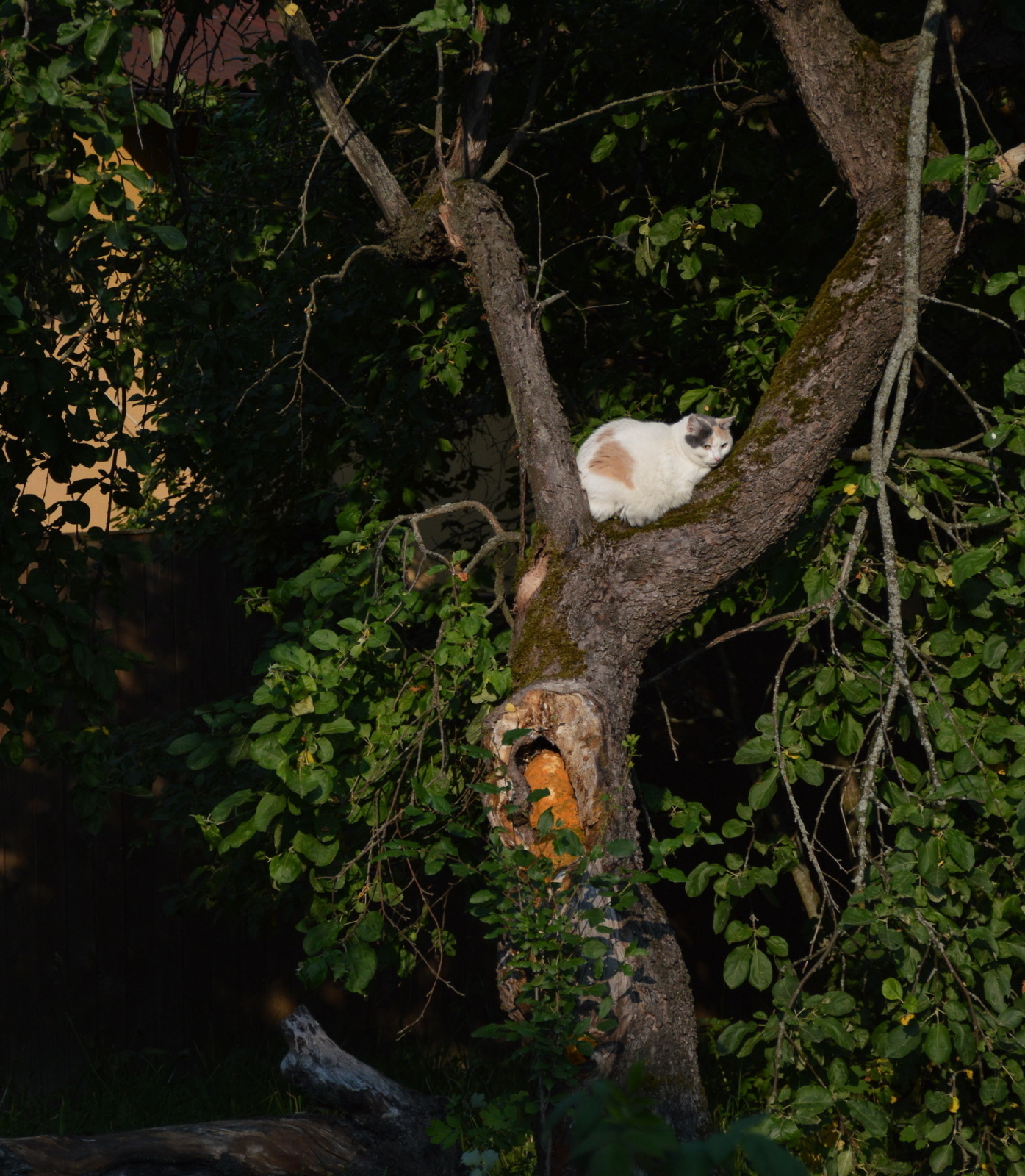 Прощай, старая яблоня