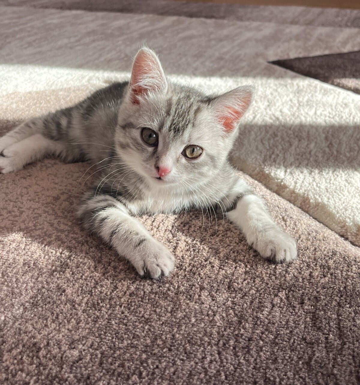 Нарушил авторское право? Плати больше! Увеличили компенсации за нарушение исключительных прав - президент подписал закон