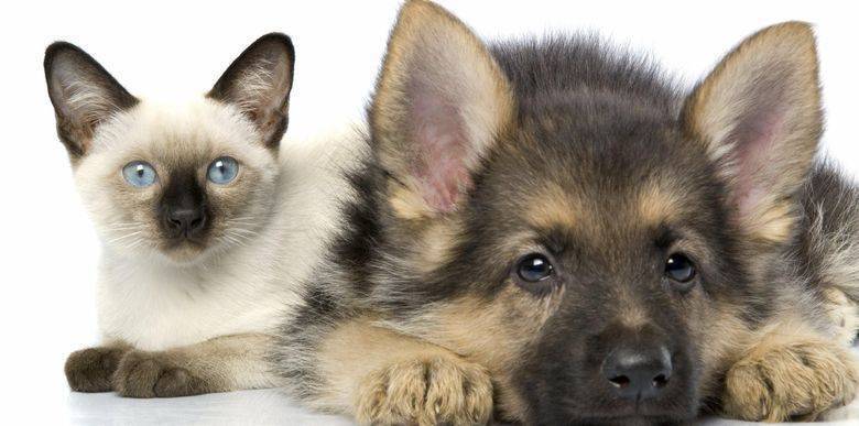 Штраф до 50 тысяч за домашних питомцев