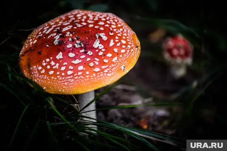 Магазин с мухоморами