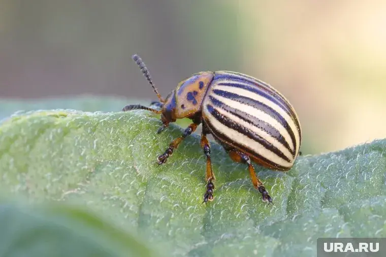 Колорадский жук и как с ним бороться