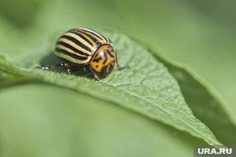 Колорадский жук и как с ним бороться