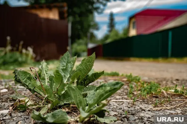 Какую химию опасно использовать на даче