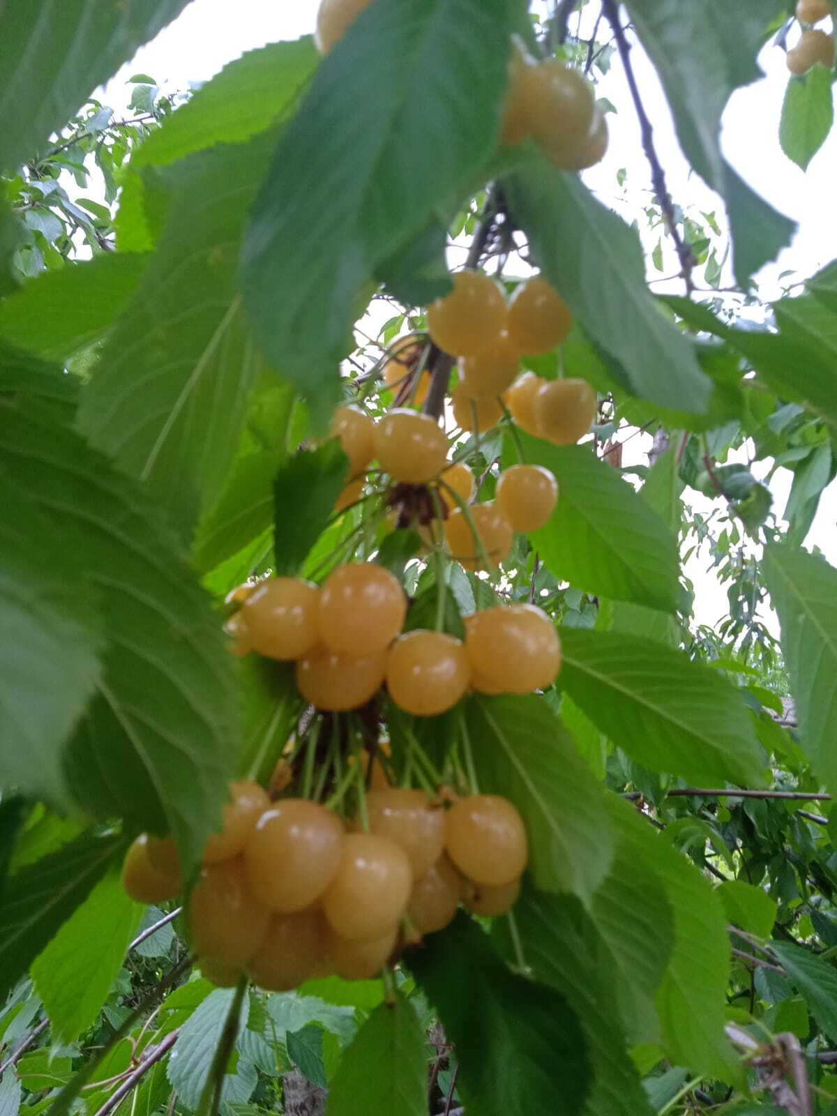 "Янтарное ожерелье": желтая черешня Рондо не только невероятна вкусная, но и очень красивая
