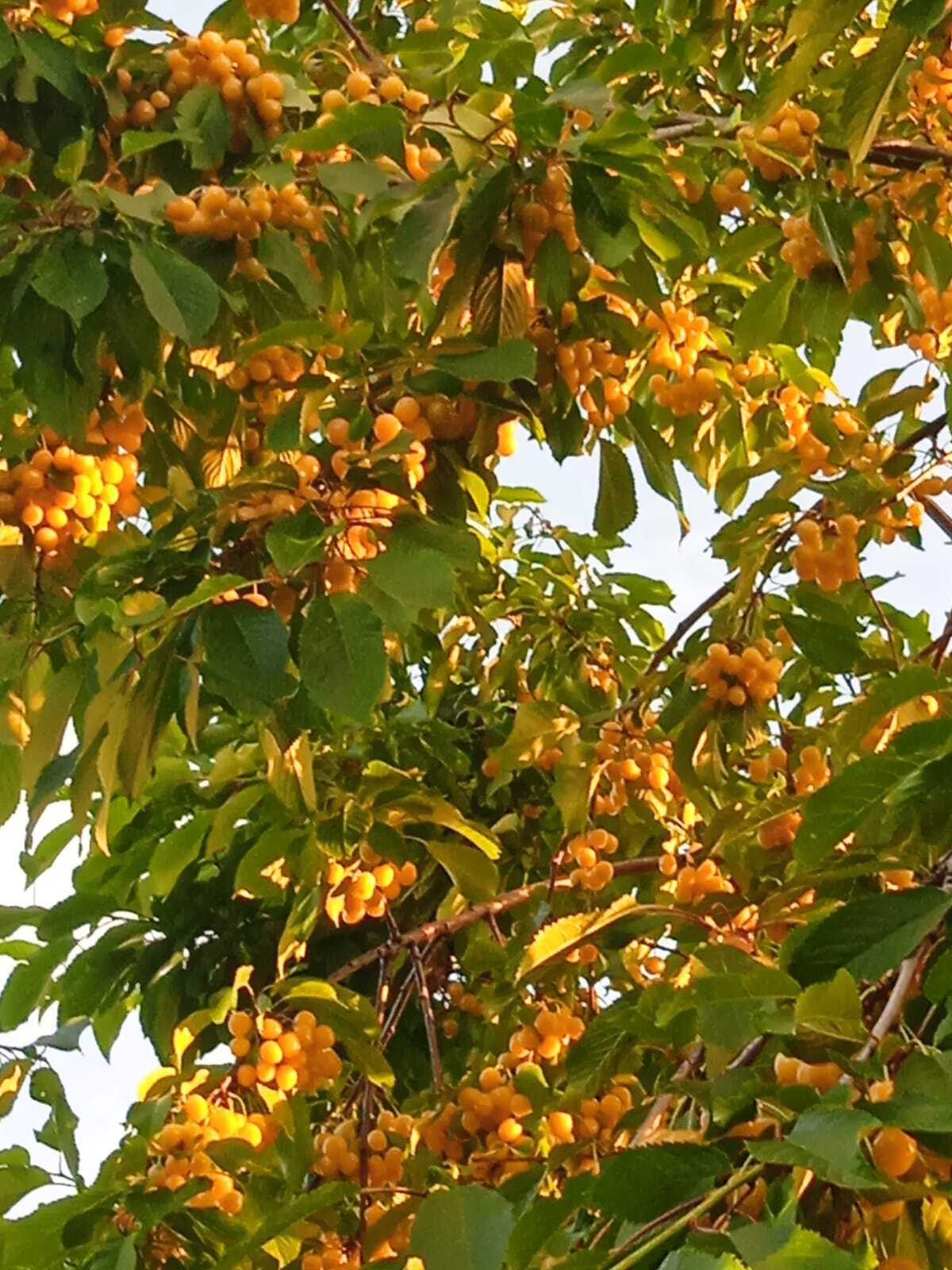 "Янтарное ожерелье": желтая черешня Рондо не только невероятна вкусная, но и очень красивая