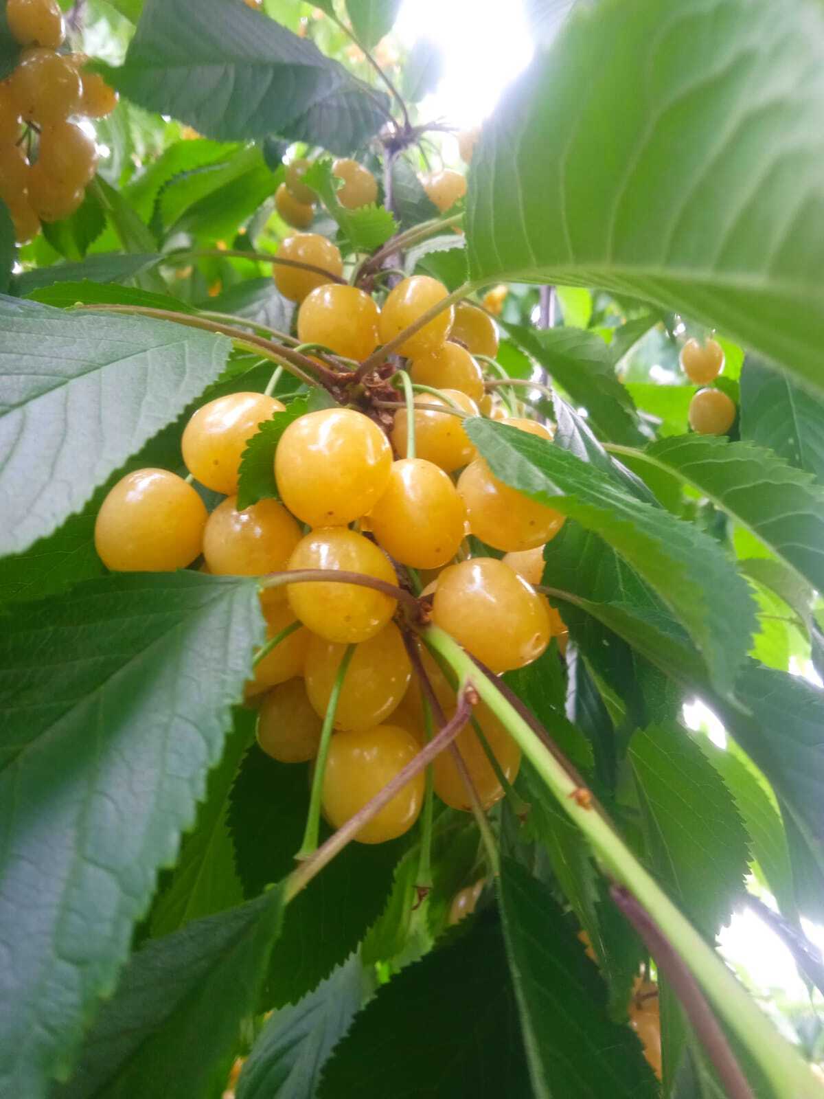 "Янтарное ожерелье": желтая черешня Рондо не только невероятна вкусная, но и очень красивая