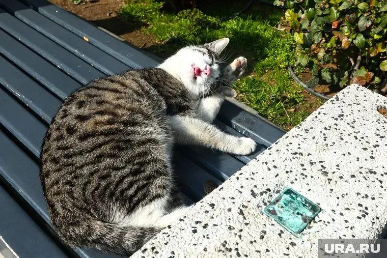 В России хотят запретить кормить бездомных животных