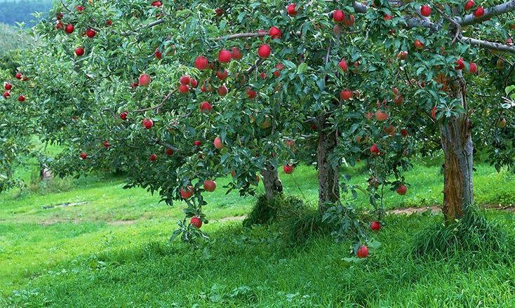 До 5-ти лет лишения свободы за продажу ягод.