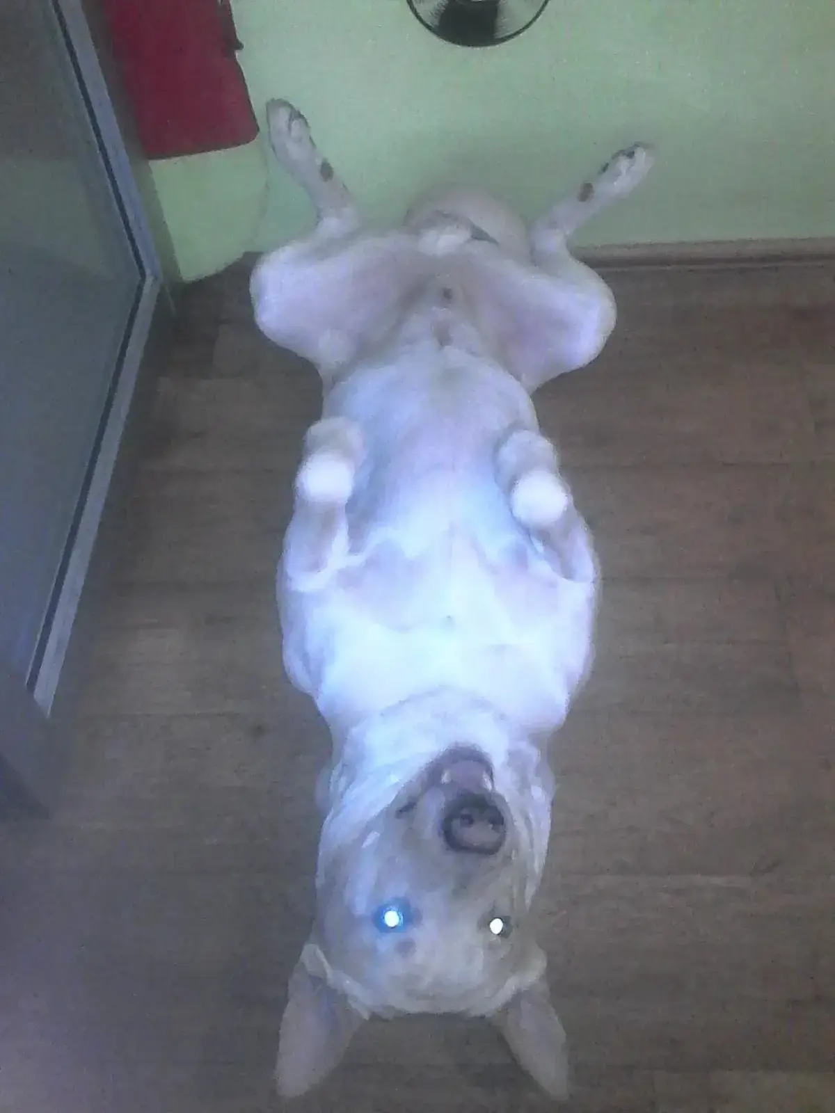 🔥🔥🔥В Анапе,таксист отказался исполнить заказ. И огромный Песиль умер от боли и страха