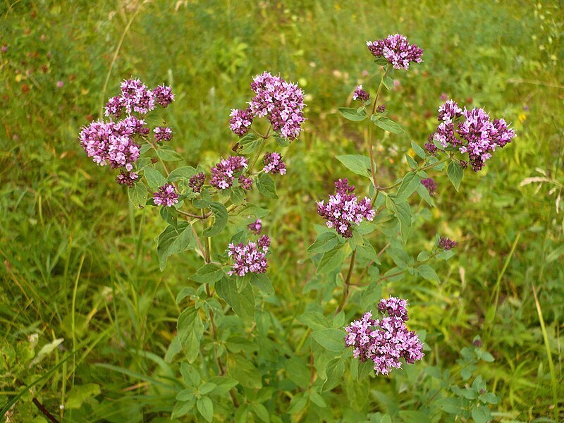 🟩Душица. Модное название ОРИГАНО. Душица помогает от всего, а главное, душица омолаживает на клеточном уровне