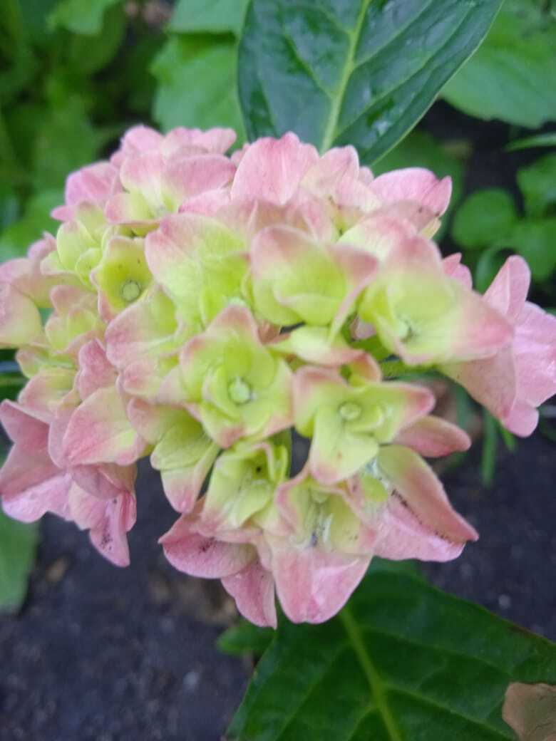 Добрая семейная традиция