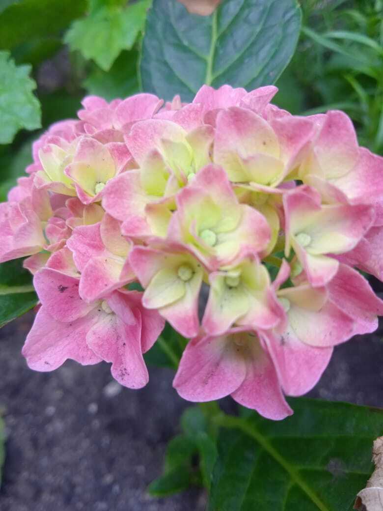 Добрая семейная традиция