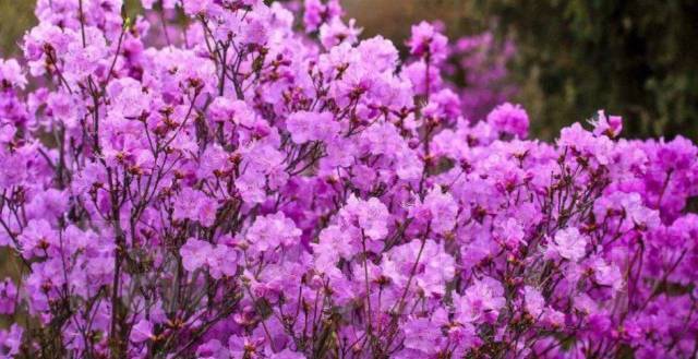 🎨🎨🎨Вернисаж от Валентины. Акварель, "Метель в Забайкалье". Месяц март. Акварель "Багульник"