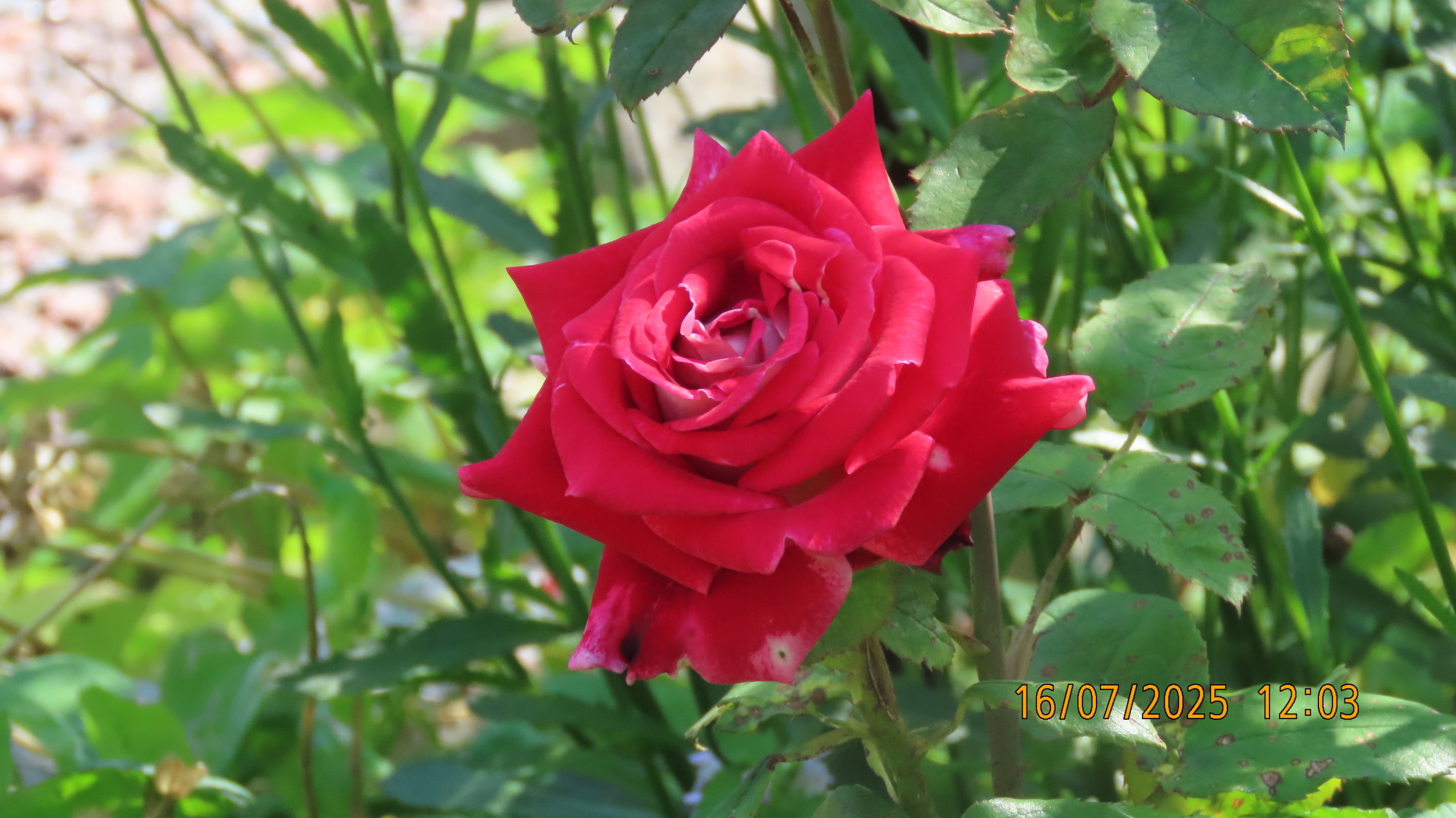 Невидимые нити истории и культуры/ Межстоличье -Санкт-Петербург-Котлы /Часть 1.