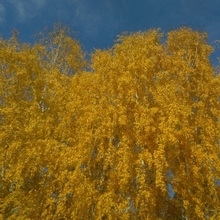 Алексей, г. Серов