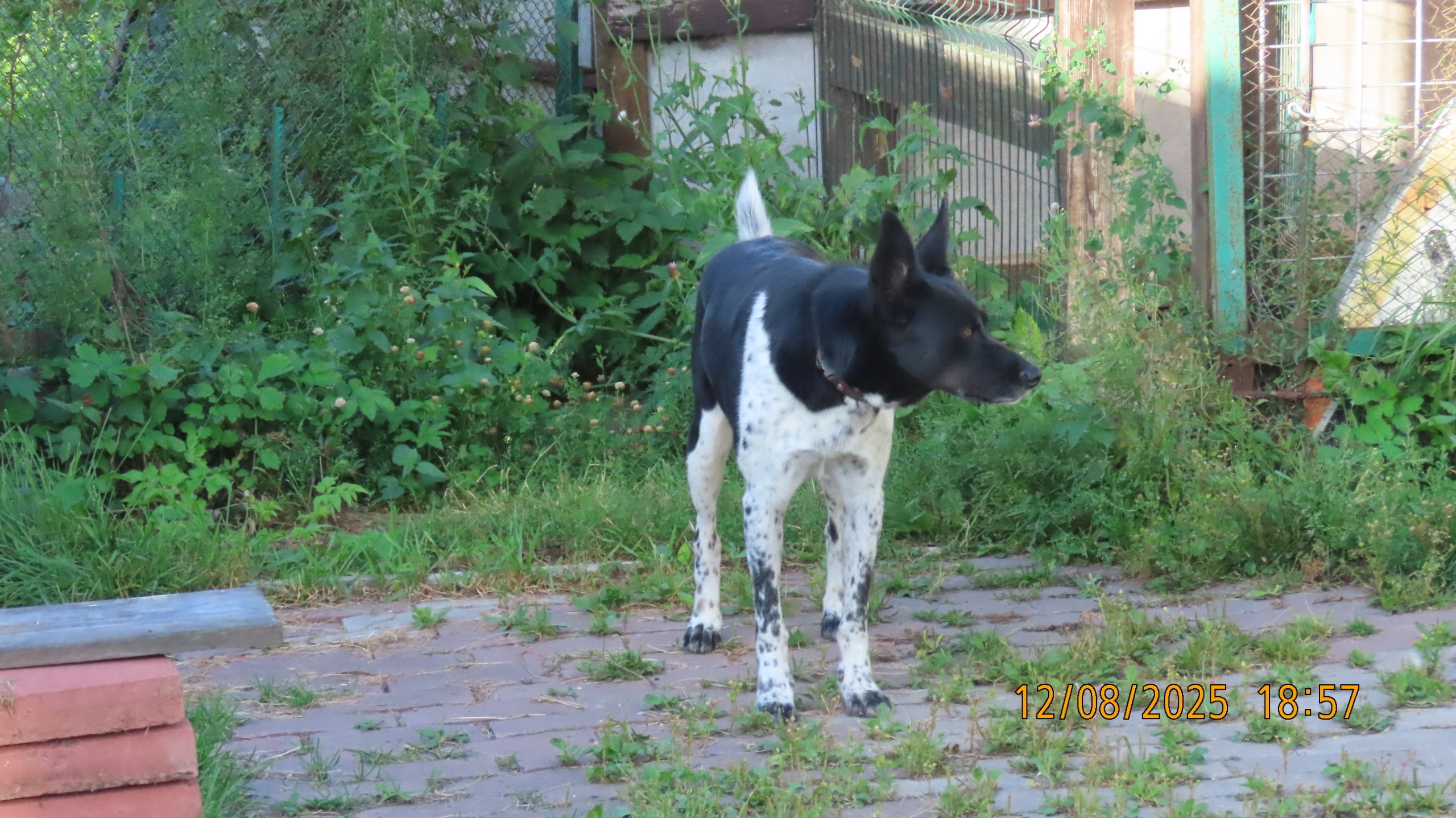 Утренние новости 12 августа 2025 года как повод удивиться.