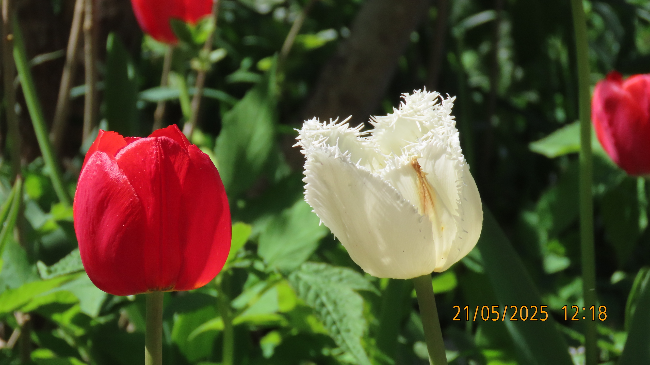 Невидимые нити истории и культуры/ Межстоличье -Санкт-Петербург-Котлы /Часть 1.