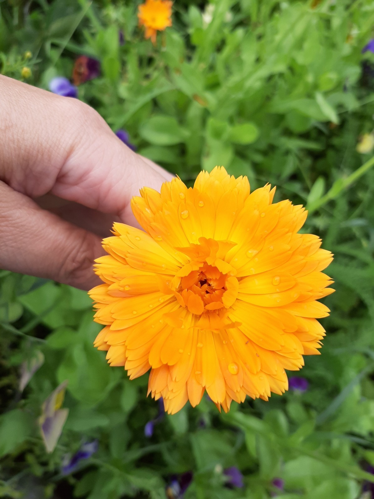 Деревенское разноцветье: цветы, выращенные в 2025 году