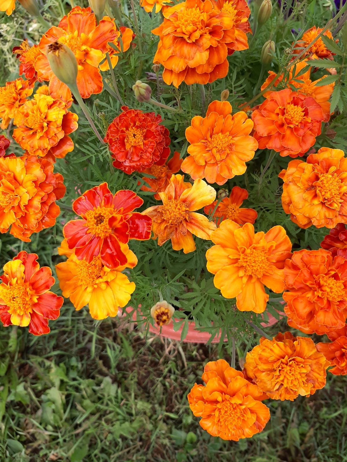 Деревенское разноцветье: цветы, выращенные в 2025 году