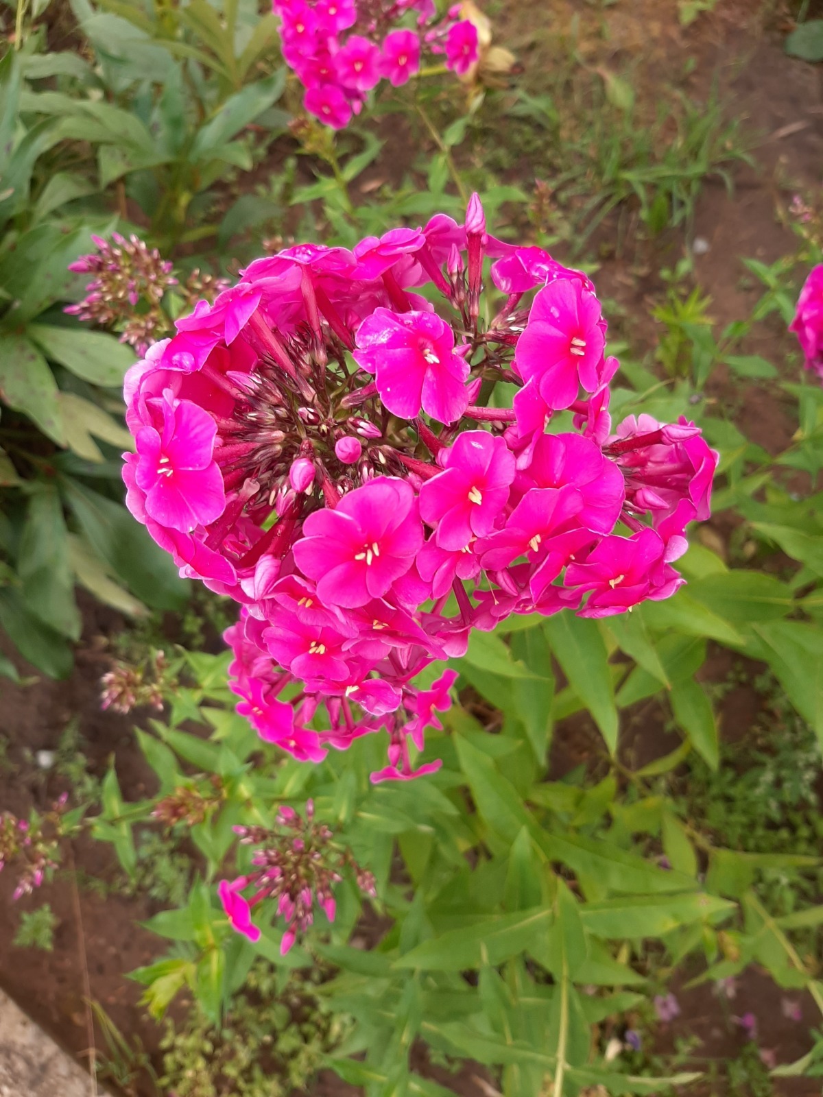 Деревенское разноцветье: цветы, выращенные в 2025 году